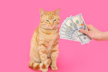 Şirin kızıl kedi ve pembe arka planda dolar banknotları olan kadın eli.