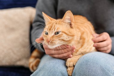 Kadın evdeki kanepede kızıl kediyi okşuyor, yakın plan.