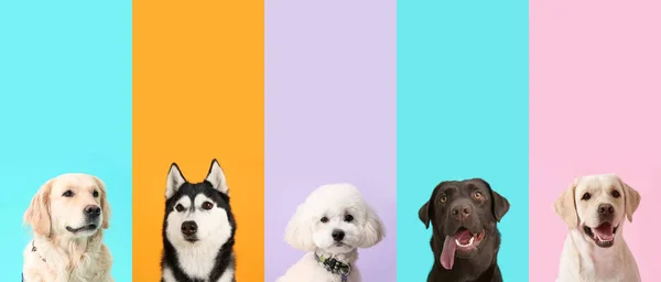 Set Perros Diferentes Sobre Fondo Color —  Fotos de Stock
