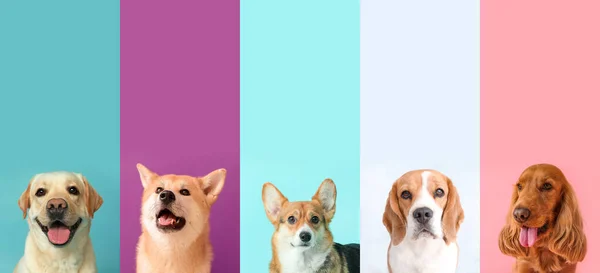 Set Diferentes Perros Sobre Fondo Colorido — Foto de Stock
