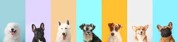 Set Perros Diferentes Sobre Fondo Color — Foto de Stock