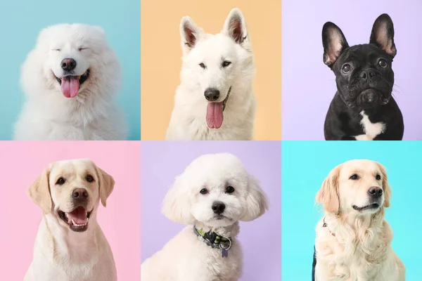 Collage Con Cani Diversi Sfondo Colori — Foto Stock