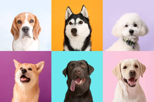 Collage Con Cani Diversi Sfondo Colori — Foto Stock