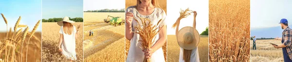 Collage Des Agriculteurs Des Champs Blé — Photo