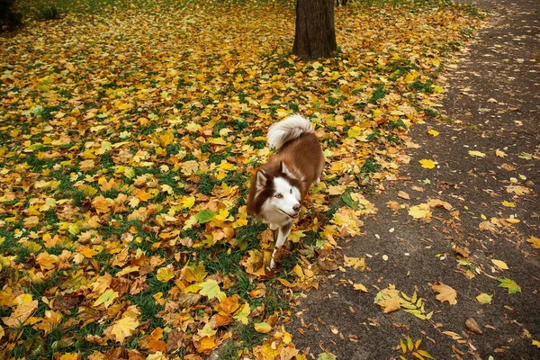 Lustiger Husky Hund Herbstpark — Stockfoto