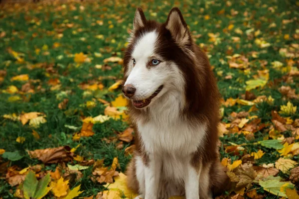 Vtipný Husky Pes Sedí Podzimním Parku — Stock fotografie