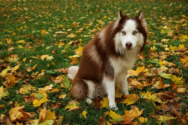 Vtipný Husky Pes Sedí Podzimním Parku — Stock fotografie