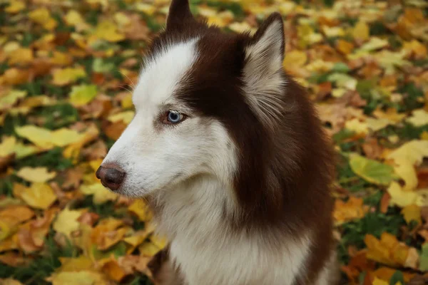 Vtipný Husky Pes Podzimním Parku Detailní Záběr — Stock fotografie