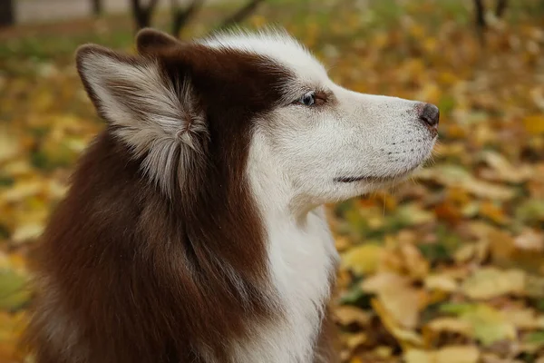 Cão Husky Engraçado Parque Outono Close — Fotografia de Stock