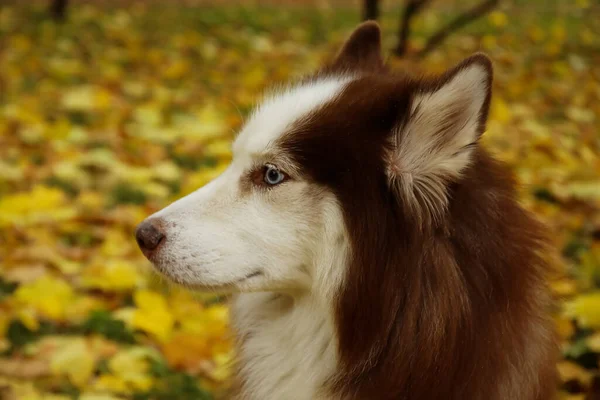 Lustiger Husky Hund Herbstpark Nahaufnahme — Stockfoto