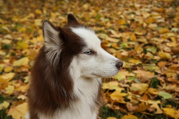 Cão Husky Engraçado Parque Outono Close — Fotografia de Stock