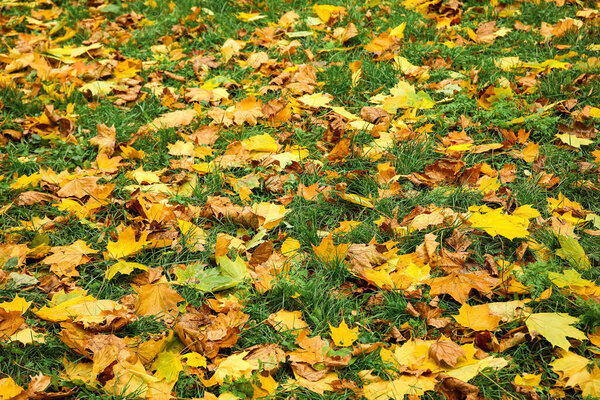 Fallen leaves on green grass in autumn park