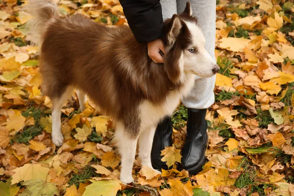 Lustiger Husky Hund Mit Herrchen Herbstpark — Stockfoto