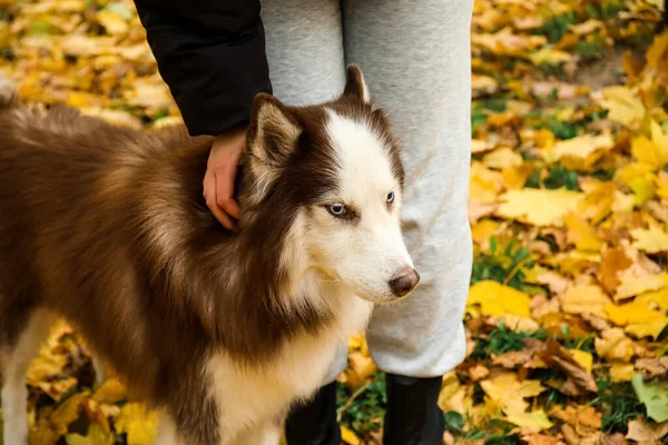 有趣的哈士奇狗与主人在秋天公园 特写镜头 — 图库照片