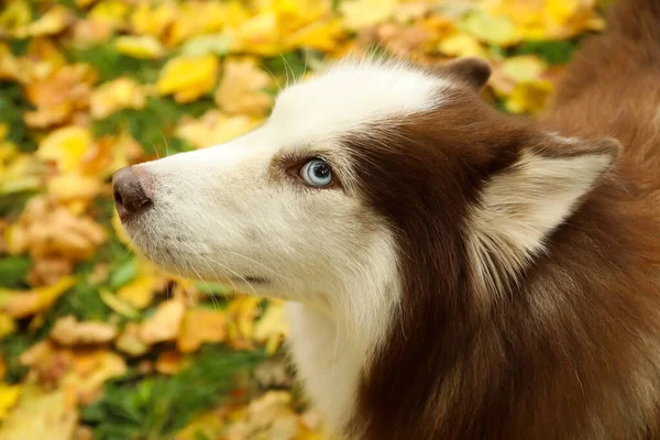 Sonbahar Parkında Komik Husky Köpeği Yakın Plan — Stok fotoğraf