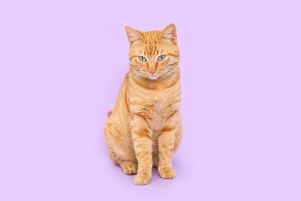 Aranyos Gyömbér Macska Orgona Háttér — Stock Fotó