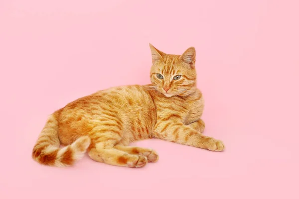 Roztomilý Zázvor Kočka Ležící Růžovém Pozadí — Stock fotografie