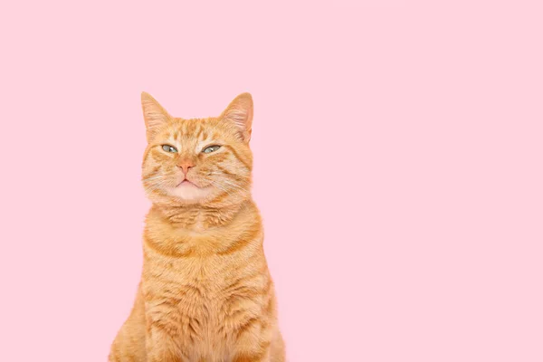 Χαριτωμένη Γάτα Τζίντζερ Ροζ Φόντο Κοντινό Πλάνο — Φωτογραφία Αρχείου