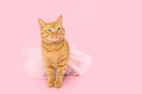 Χαριτωμένο Τζίντζερ Γάτα Tutu Ροζ Φόντο — Φωτογραφία Αρχείου