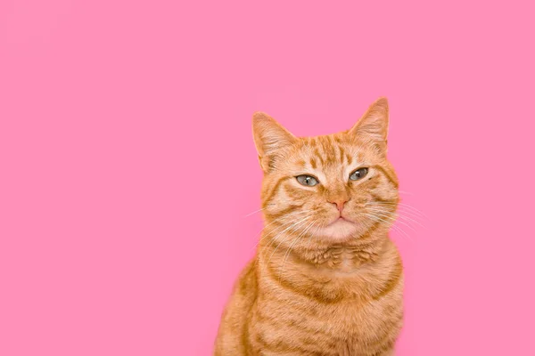 Cute Ginger Cat Pink Background Closeup — Stock Photo, Image