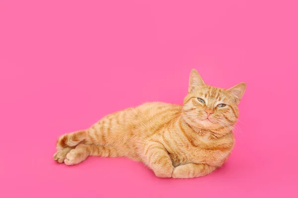 Χαριτωμένη Γάτα Τζίντζερ Ξαπλωμένη Ροζ Φόντο — Φωτογραφία Αρχείου
