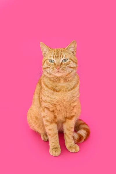 Aranyos Gyömbér Macska Rózsaszín Háttér — Stock Fotó