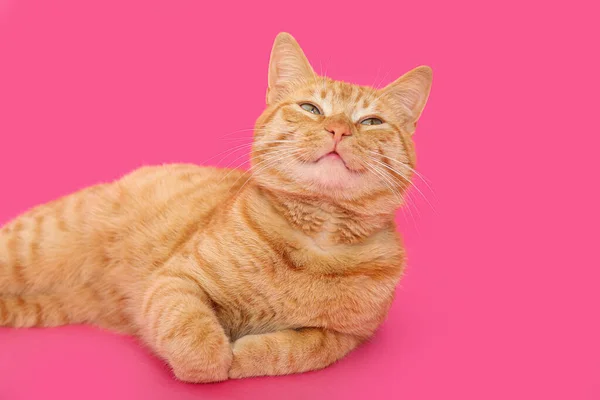 Aranyos Gyömbér Macska Fekvő Rózsaszín Háttér — Stock Fotó