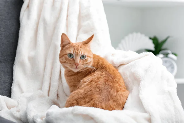 Cute Ginger Cat Lying Plaid Home — Stock Photo, Image