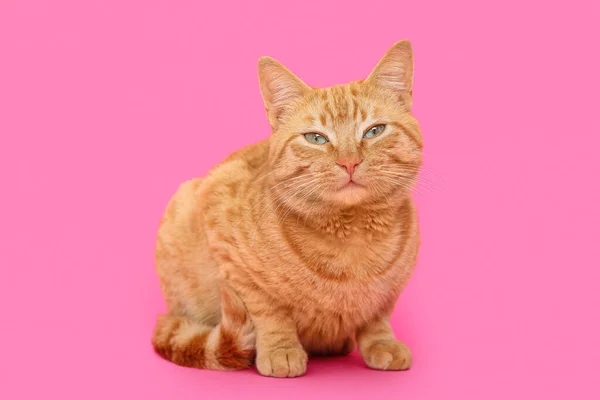 Χαριτωμένη Γάτα Τζίντζερ Ροζ Φόντο — Φωτογραφία Αρχείου