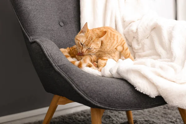 Cute Ginger Cat Lying Armchair Home Closeup — Stock Photo, Image