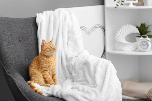 Cute Ginger Cat Sitting Armchair Home — Stock Photo, Image