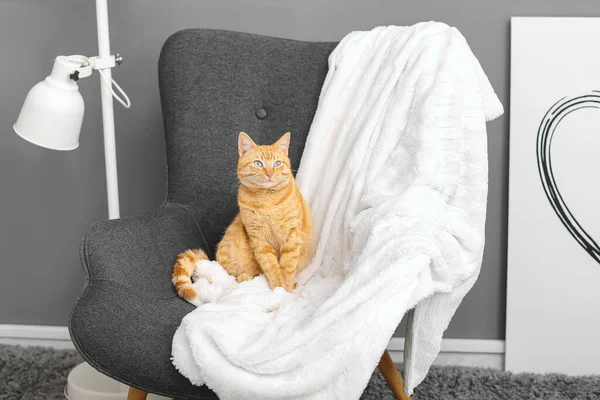 Gato Gengibre Bonito Sentado Poltrona Casa — Fotografia de Stock