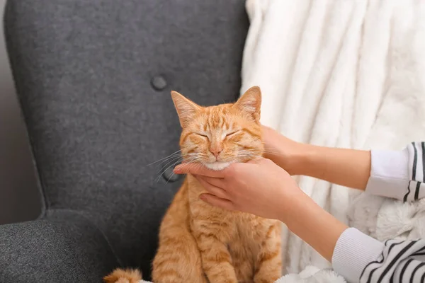 Woman Stroking Ginger Cat Armchair Home Closeup — Stock Photo, Image