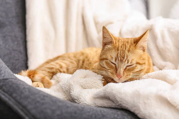 Χαριτωμένη Γάτα Τζίντζερ Ξαπλωμένη Στο Καρό Στο Σπίτι Κοντινό Πλάνο — Φωτογραφία Αρχείου