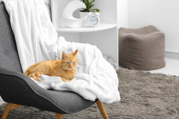Cute Ginger Cat Lying Armchair Home — Stock Photo, Image