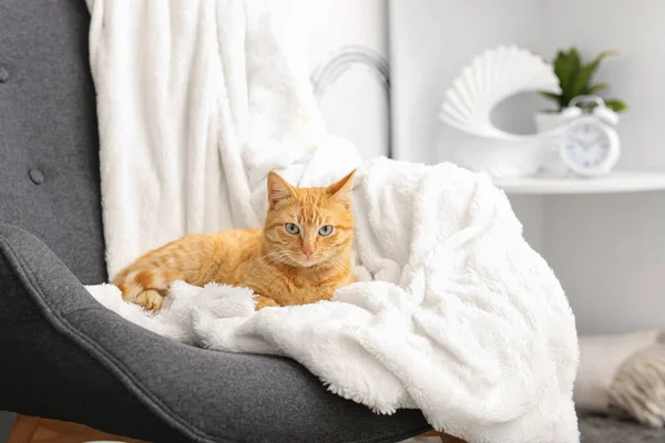 Słodkie Imbir Kot Leżący Fotel Domu — Zdjęcie stockowe