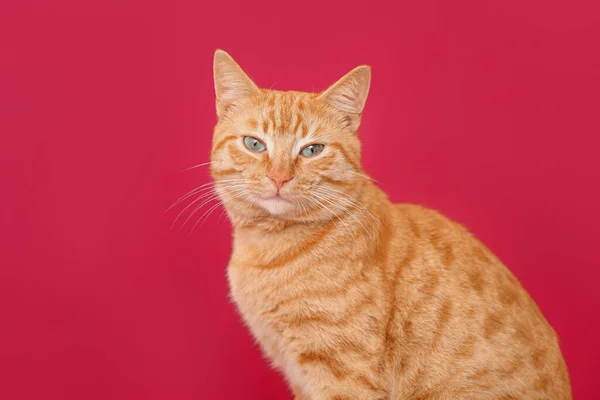 Милий Імбирний Кіт Червоному Тлі Крупним Планом — стокове фото