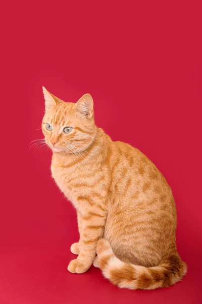 Милий Імбирний Кіт Червоному Тлі — стокове фото