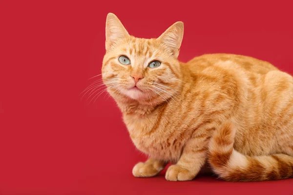 Милий Імбирний Кіт Червоному Тлі — стокове фото