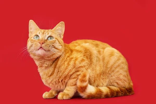Cute Ginger Cat Red Background — Stock Photo, Image