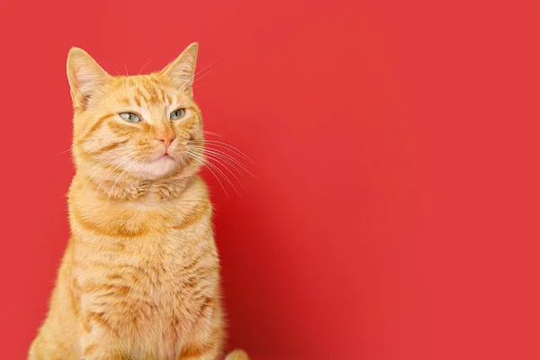 Roztomilý Zázvor Kočka Červeném Pozadí Detailní Záběr — Stock fotografie
