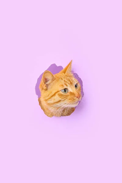 Χαριτωμένο Τζίντζερ Γάτα Ορατή Μέσα Από Την Τρύπα Λιλά Χαρτί — Φωτογραφία Αρχείου