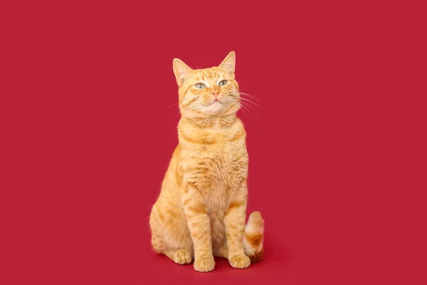 红色背景的可爱生姜猫 — 图库照片