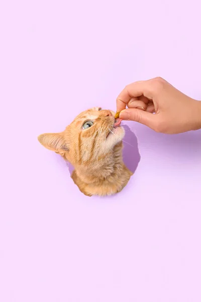 Woman Feeding Cute Ginger Cat Visible Hole Lilac Paper — Stock Photo, Image