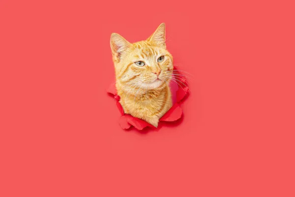 Χαριτωμένο Τζίντζερ Γάτα Ορατή Μέσα Από Την Τρύπα Στο Κόκκινο — Φωτογραφία Αρχείου