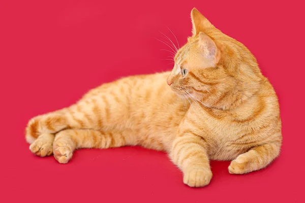 Χαριτωμένη Γάτα Τζίντζερ Ξαπλωμένη Κόκκινο Φόντο — Φωτογραφία Αρχείου