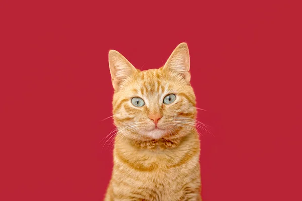Χαριτωμένο Τζίντζερ Γάτα Κόκκινο Φόντο Closeup — Φωτογραφία Αρχείου