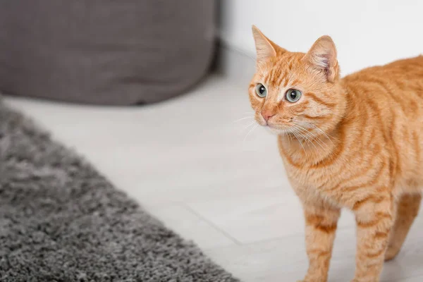 Cute Ginger Cat Home Closeup — Stock Photo, Image