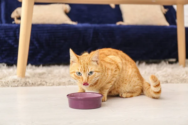 Cute Ginger Cat Eating Bowl Home — Stock Photo, Image