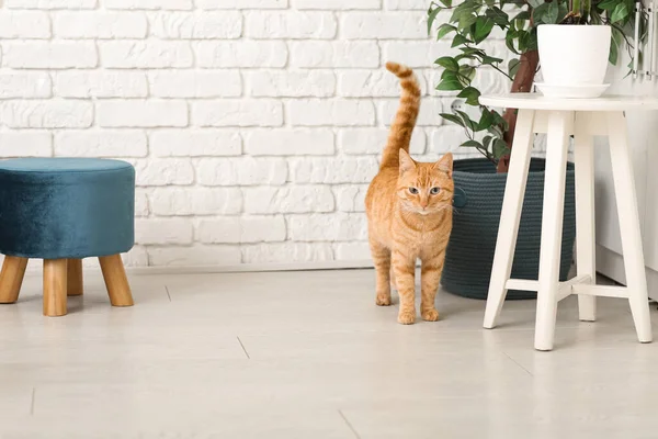 Cute Ginger Cat Home — Stock Photo, Image